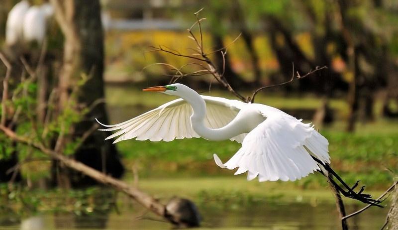 volo